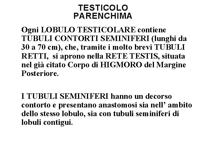 TESTICOLO PARENCHIMA Ogni LOBULO TESTICOLARE contiene TUBULI CONTORTI SEMINIFERI (lunghi da 30 a 70