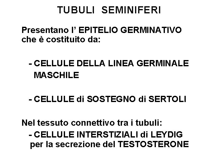 TUBULI SEMINIFERI Presentano l’ EPITELIO GERMINATIVO che è costituito da: - CELLULE DELLA LINEA