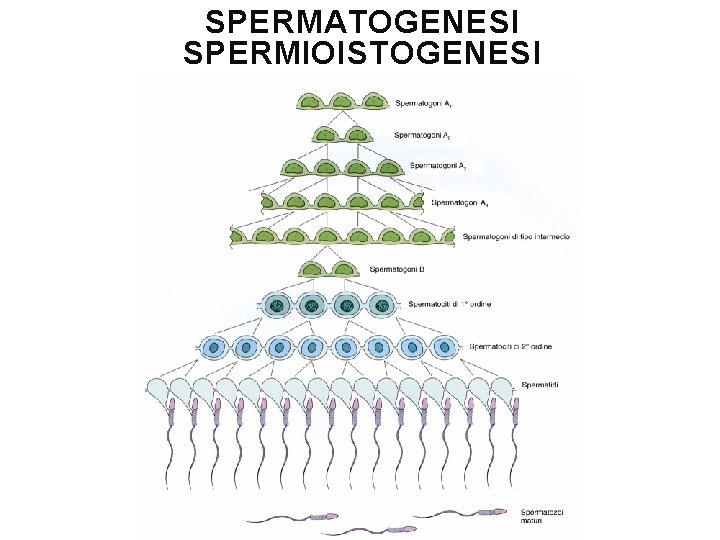 SPERMATOGENESI SPERMIOISTOGENESI 