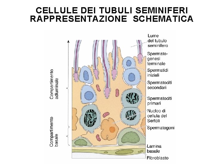 CELLULE DEI TUBULI SEMINIFERI RAPPRESENTAZIONE SCHEMATICA 