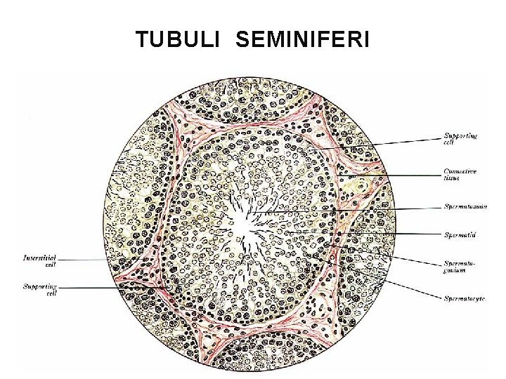 TUBULI SEMINIFERI 