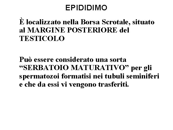 EPIDIDIMO È localizzato nella Borsa Scrotale, situato al MARGINE POSTERIORE del TESTICOLO Può essere