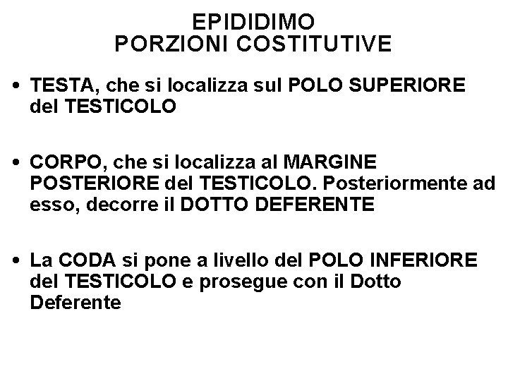 EPIDIDIMO PORZIONI COSTITUTIVE • TESTA, che si localizza sul POLO SUPERIORE del TESTICOLO •