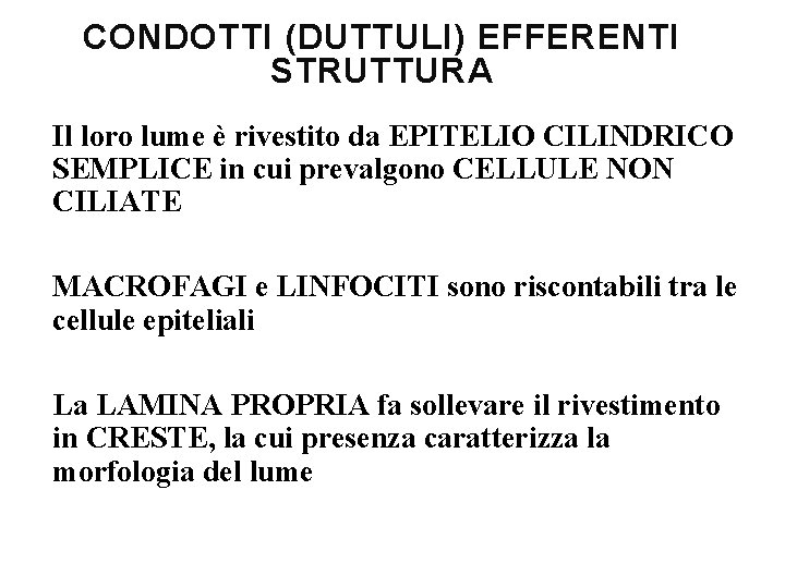 CONDOTTI (DUTTULI) EFFERENTI STRUTTURA Il loro lume è rivestito da EPITELIO CILINDRICO SEMPLICE in