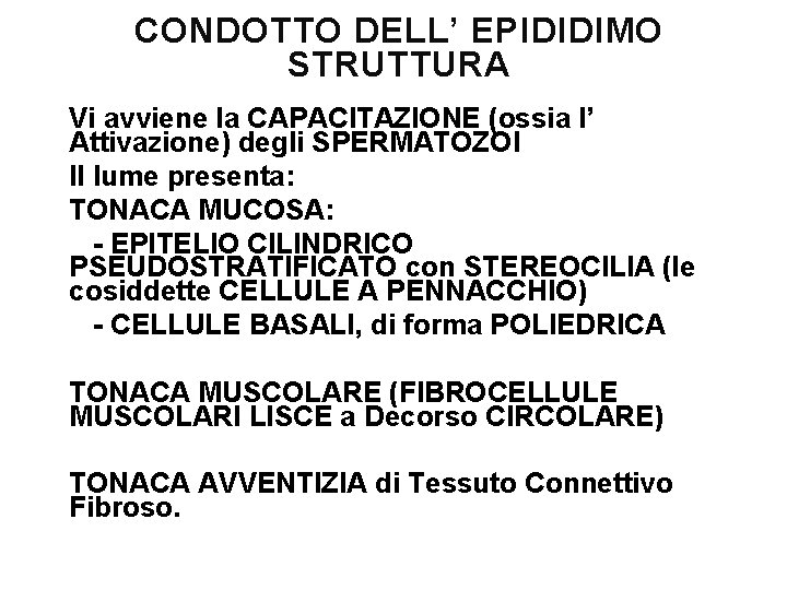 CONDOTTO DELL’ EPIDIDIMO STRUTTURA Vi avviene la CAPACITAZIONE (ossia l’ Attivazione) degli SPERMATOZOI Il