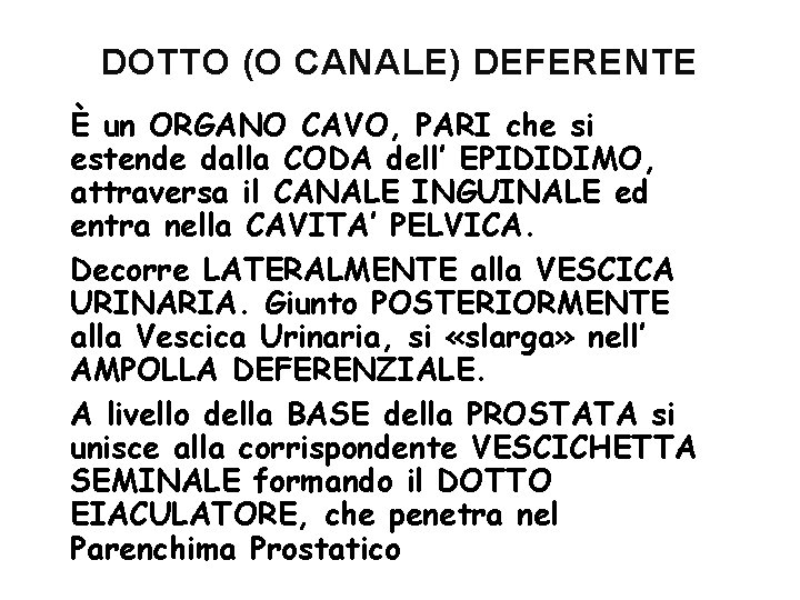 DOTTO (O CANALE) DEFERENTE È un ORGANO CAVO, PARI che si estende dalla CODA