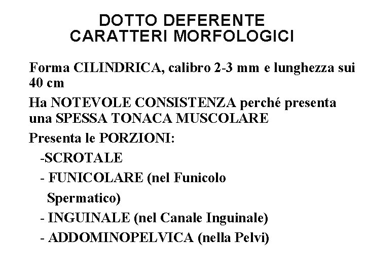 DOTTO DEFERENTE CARATTERI MORFOLOGICI Forma CILINDRICA, calibro 2 -3 mm e lunghezza sui 40