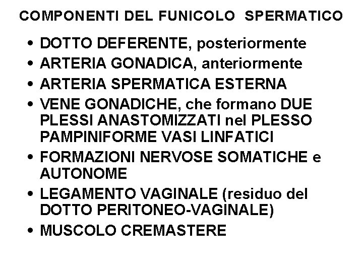 COMPONENTI DEL FUNICOLO SPERMATICO • • DOTTO DEFERENTE, posteriormente ARTERIA GONADICA, anteriormente ARTERIA SPERMATICA