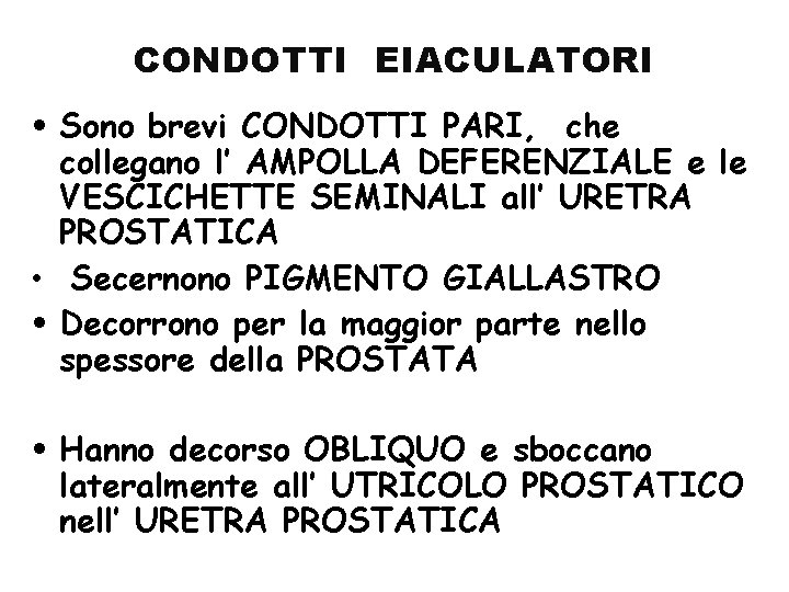 CONDOTTI EIACULATORI • Sono brevi CONDOTTI PARI, che collegano l’ AMPOLLA DEFERENZIALE e le