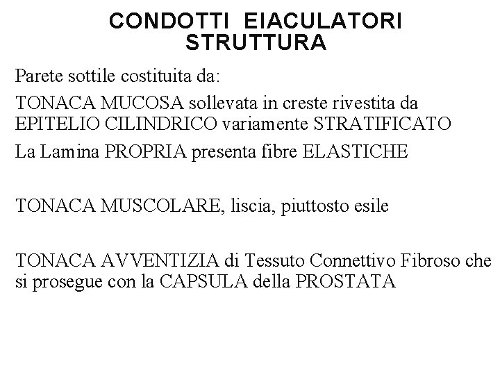 CONDOTTI EIACULATORI STRUTTURA Parete sottile costituita da: TONACA MUCOSA sollevata in creste rivestita da