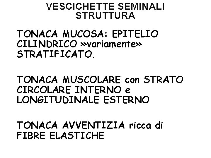 VESCICHETTE SEMINALI STRUTTURA TONACA MUCOSA: EPITELIO CILINDRICO » variamente» STRATIFICATO. TONACA MUSCOLARE con STRATO