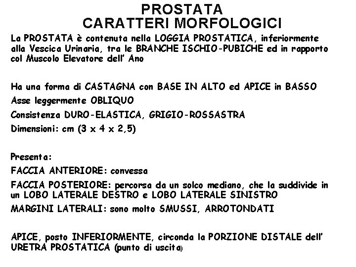 PROSTATA CARATTERI MORFOLOGICI La PROSTATA è contenuta nella LOGGIA PROSTATICA, inferiormente alla Vescica Urinaria,