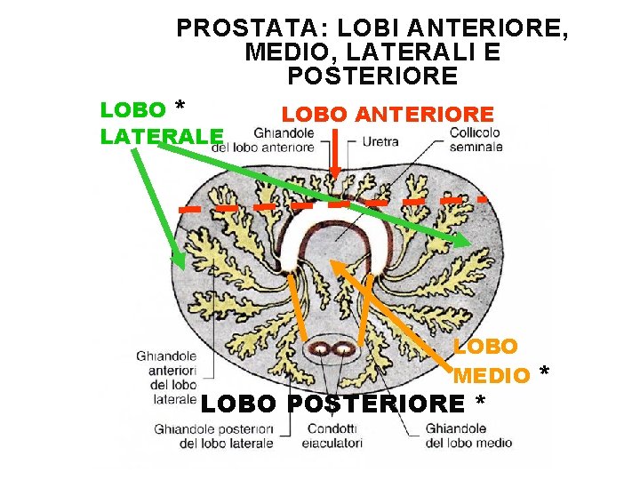 PROSTATA: LOBI ANTERIORE, MEDIO, LATERALI E POSTERIORE LOBO * LOBO ANTERIORE LATERALE LOBO MEDIO