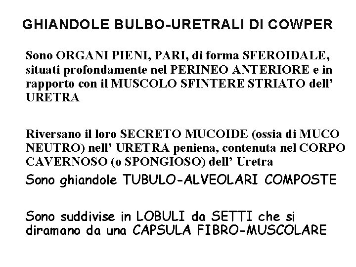 GHIANDOLE BULBO-URETRALI DI COWPER Sono ORGANI PIENI, PARI, di forma SFEROIDALE, situati profondamente nel