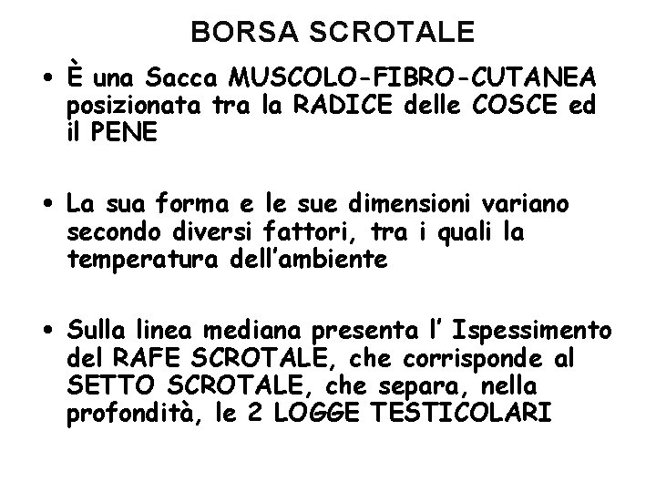 BORSA SCROTALE • È una Sacca MUSCOLO-FIBRO-CUTANEA posizionata tra la RADICE delle COSCE ed