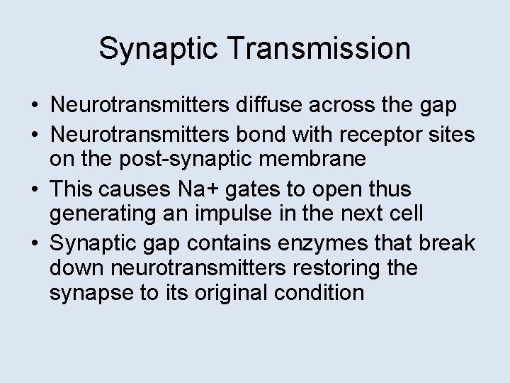 Synaptic Transmission • Neurotransmitters diffuse across the gap • Neurotransmitters bond with receptor sites