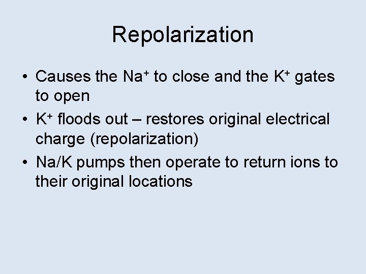 Repolarization • Causes the Na+ to close and the K+ gates to open •