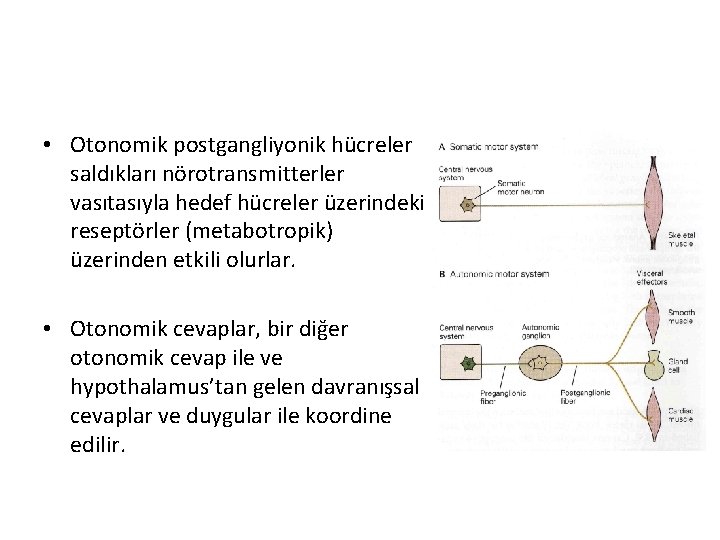  • Otonomik postgangliyonik hücreler saldıkları nörotransmitterler vasıtasıyla hedef hücreler üzerindeki reseptörler (metabotropik) üzerinden