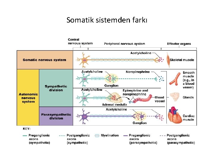 Somatik sistemden farkı 