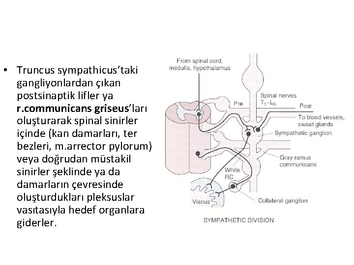  • Truncus sympathicus’taki gangliyonlardan çıkan postsinaptik lifler ya r. communicans griseus’ları oluşturarak spinal