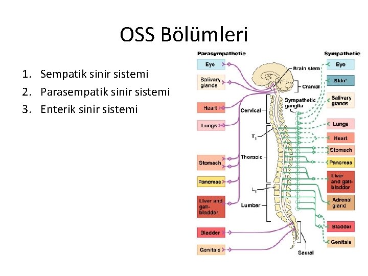OSS Bölümleri 1. Sempatik sinir sistemi 2. Parasempatik sinir sistemi 3. Enterik sinir sistemi