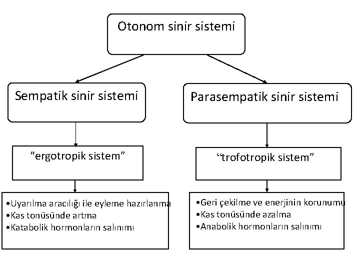 Otonom sinir sistemi Sempatik sinir sistemi Parasempatik sinir sistemi “ergotropik sistem” “trofotropik sistem” •