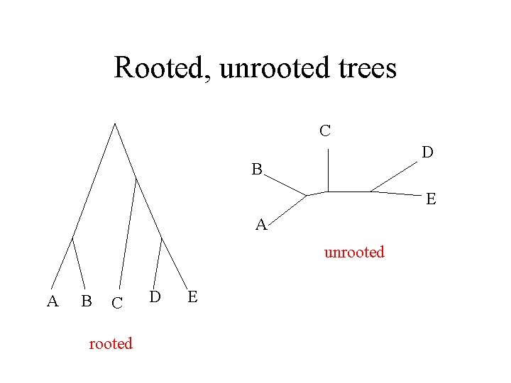 Rooted, unrooted trees C D B E A unrooted A B C rooted D