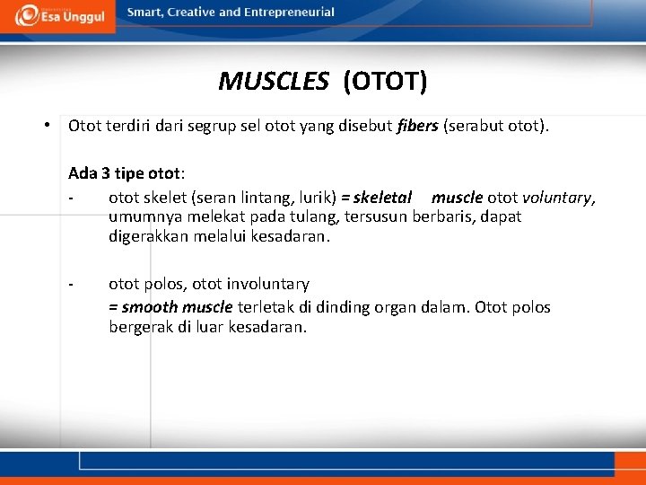 MUSCLES (OTOT) • Otot terdiri dari segrup sel otot yang disebut fibers (serabut otot).