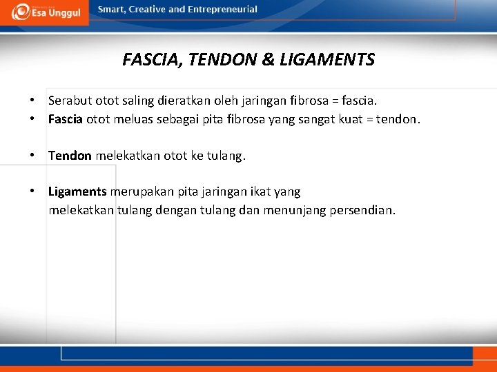 FASCIA, TENDON & LIGAMENTS • Serabut otot saling dieratkan oleh jaringan fibrosa = fascia.