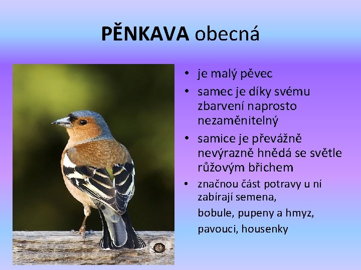 PĚNKAVA obecná • je malý pěvec • samec je díky svému zbarvení naprosto nezaměnitelný