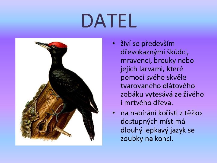 DATEL • živí se především dřevokaznými škůdci, mravenci, brouky nebo jejich larvami, které pomocí