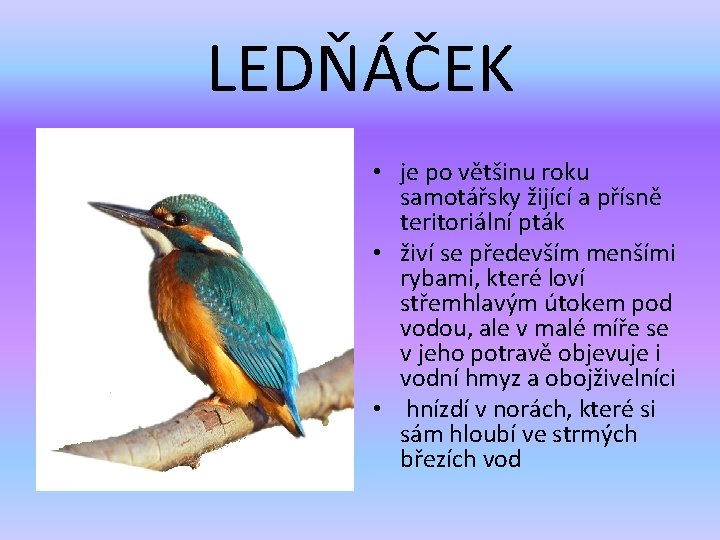 LEDŇÁČEK • je po většinu roku samotářsky žijící a přísně teritoriální pták • živí