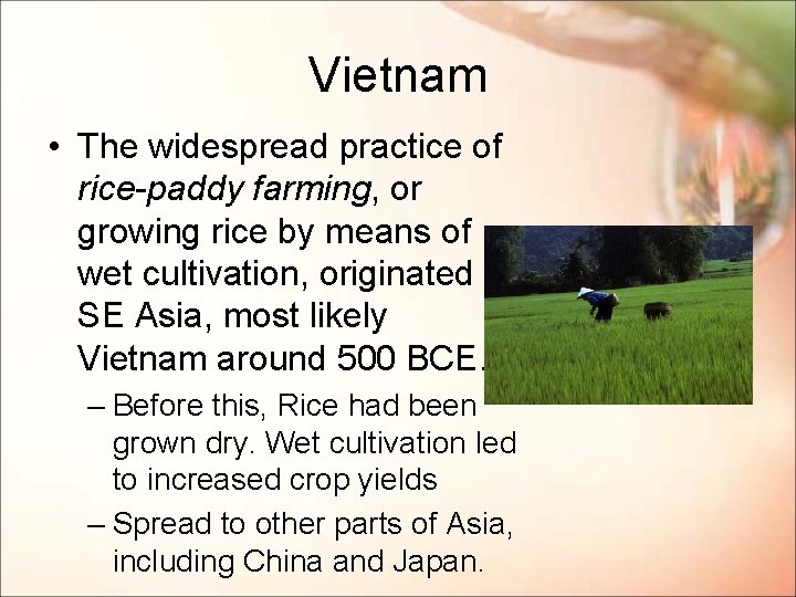 Vietnam • The widespread practice of rice-paddy farming, or growing rice by means of