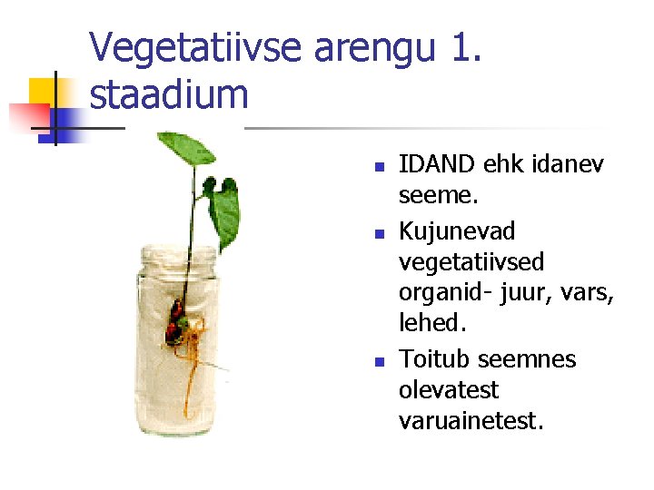 Vegetatiivse arengu 1. staadium n n n IDAND ehk idanev seeme. Kujunevad vegetatiivsed organid-