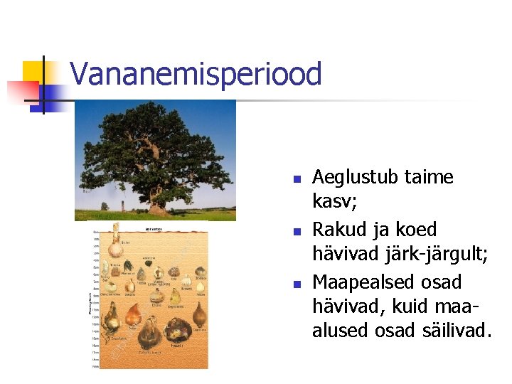 Vananemisperiood n n n Aeglustub taime kasv; Rakud ja koed hävivad järk-järgult; Maapealsed osad