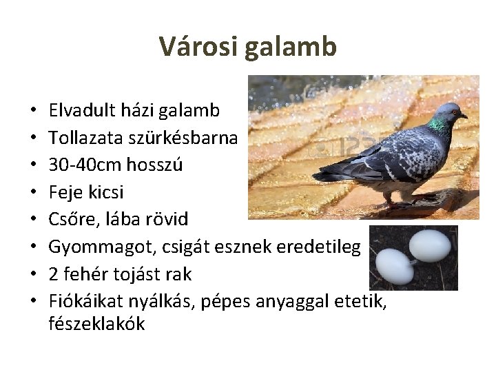 Városi galamb • • Elvadult házi galamb Tollazata szürkésbarna 30 -40 cm hosszú Feje