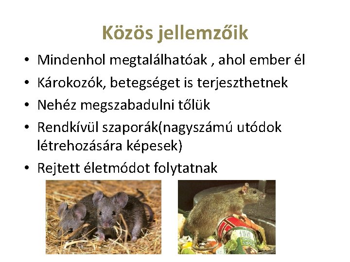 Közös jellemzőik Mindenhol megtalálhatóak , ahol ember él Károkozók, betegséget is terjeszthetnek Nehéz megszabadulni