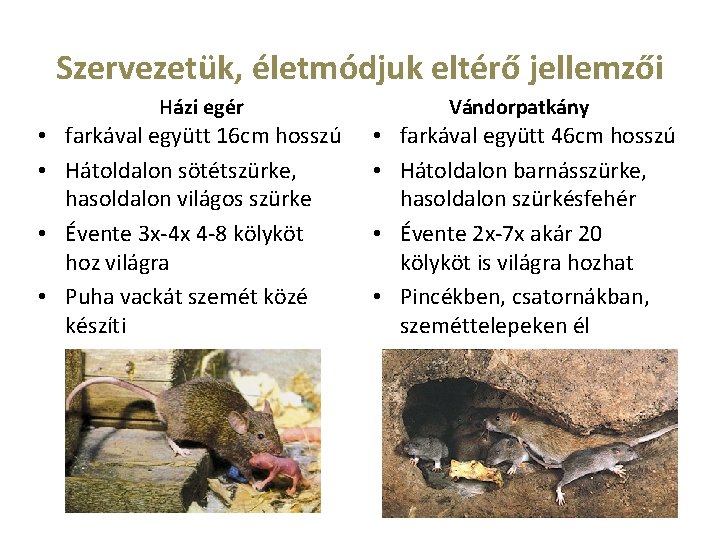 Szervezetük, életmódjuk eltérő jellemzői Házi egér • farkával együtt 16 cm hosszú • Hátoldalon