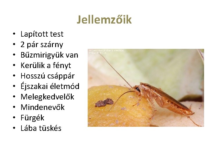 Jellemzőik • • • Lapított test 2 pár szárny Bűzmirigyük van Kerülik a fényt