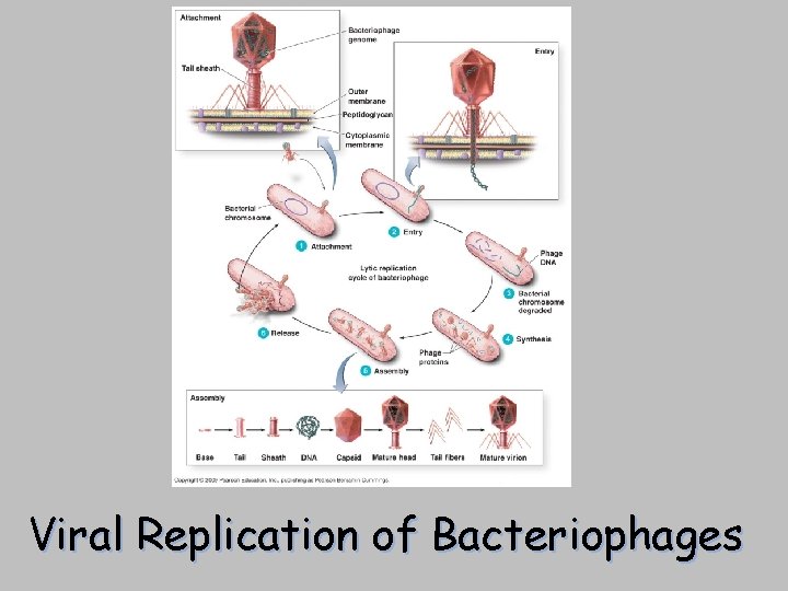 [INSERT FIGURE 13. 8] Viral Replication of Bacteriophages 