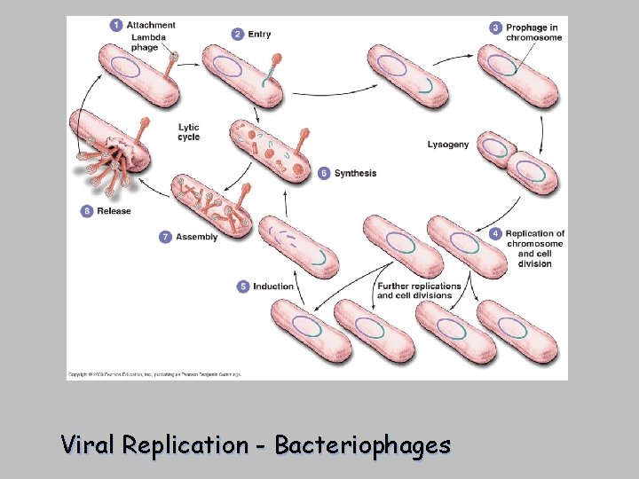 [INSERT FIGURE 13. 11] Viral Replication - Bacteriophages 