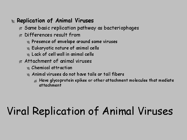  Replication of Animal Viruses Same basic replication pathway as bacteriophages Differences result from