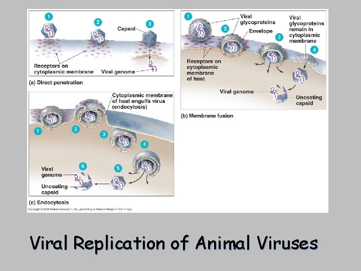 [INSERT FIGURE 13. 12] Viral Replication of Animal Viruses 