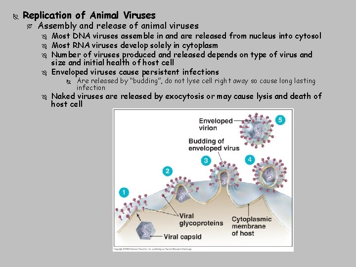  Replication of Animal Viruses Assembly and release of animal viruses Most DNA viruses