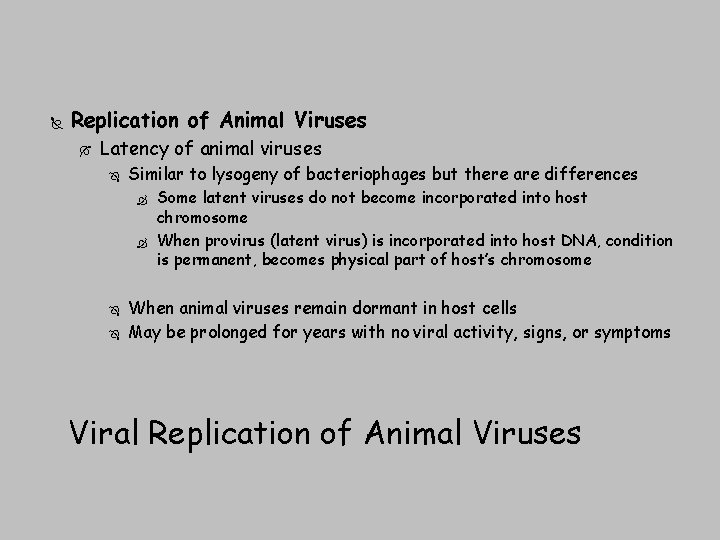  Replication of Animal Viruses Latency of animal viruses Similar to lysogeny of bacteriophages