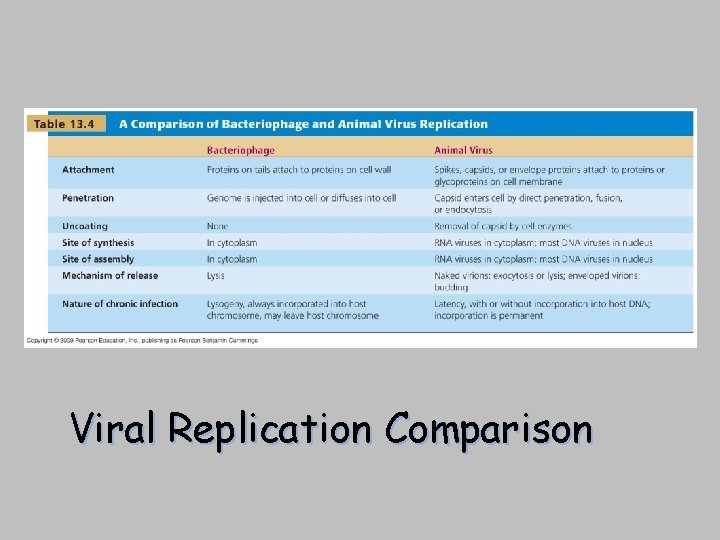 [INSERT TABLE 13. 4] Viral Replication Comparison 