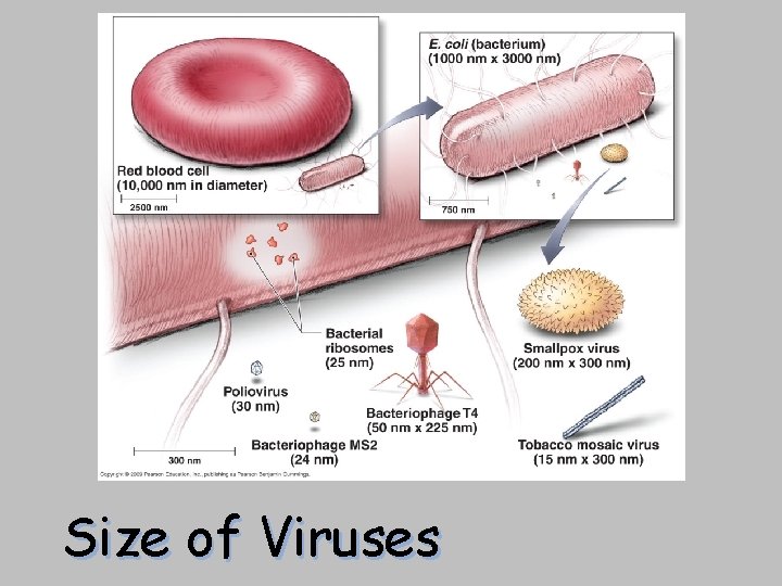 [INSERT FIGURE 13. 4] Size of Viruses 