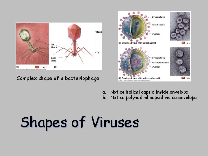 Complex shape of a bacteriophage a. Notice helical capsid inside envelope b. Notice polyhedral