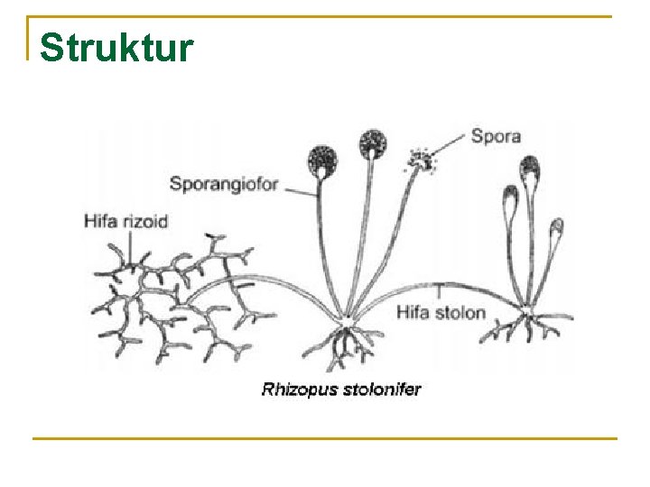 Struktur 