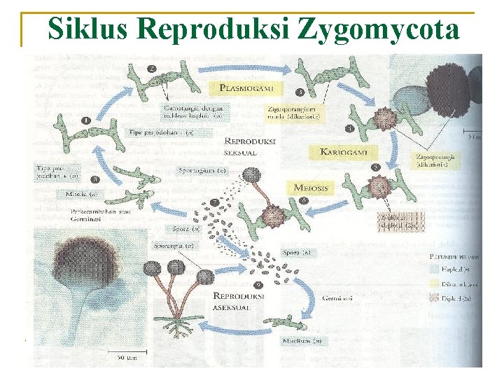 Siklus Reproduksi Zygomycota 